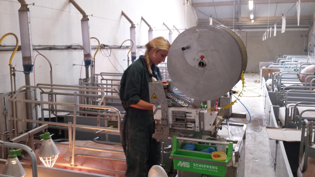 WatEddie's tweet photo. Onze medewerkster stort zich op maandag met volle overgave op de biggen die vrijdag geboren.
3 behandelingen in 1X http://t.co/tqDXDwwoJF