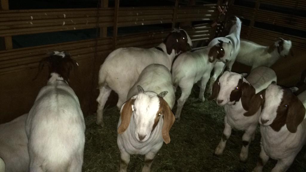 reedstool's tweet photo. Pretty much just #GoatPharming some goats up to billings for a sale! #LookingGood! #HeyGoat!! http://t.co/ngqS78tEfK