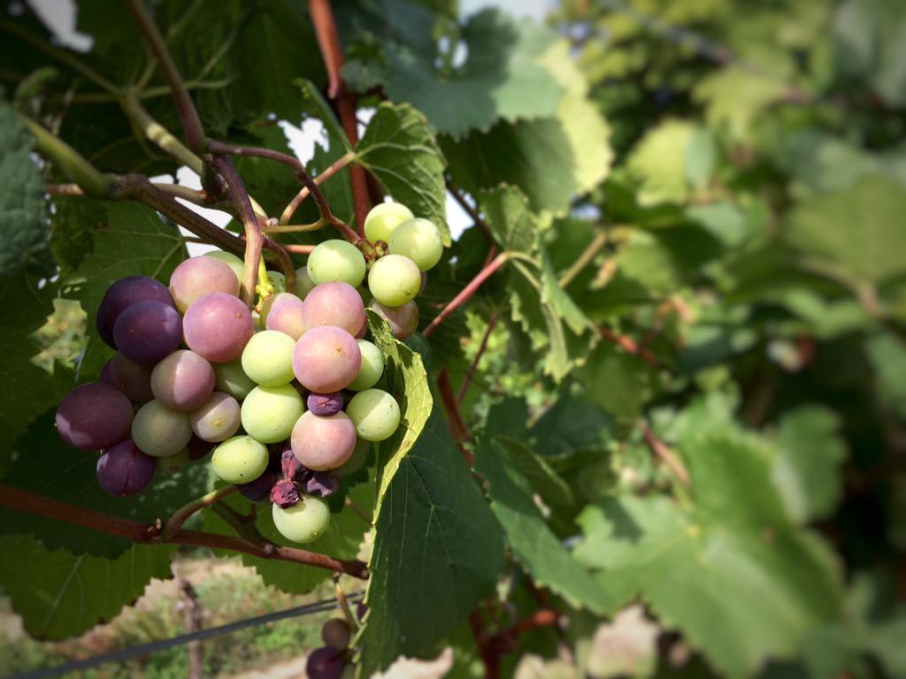 Kmckee_TW's tweet photo. Touring vineyards w/ amazing friends in Niagara. Many thanks to #peninsularidge for the great tour. #Ilovegrapes! http://t.co/WIcTQcci2G