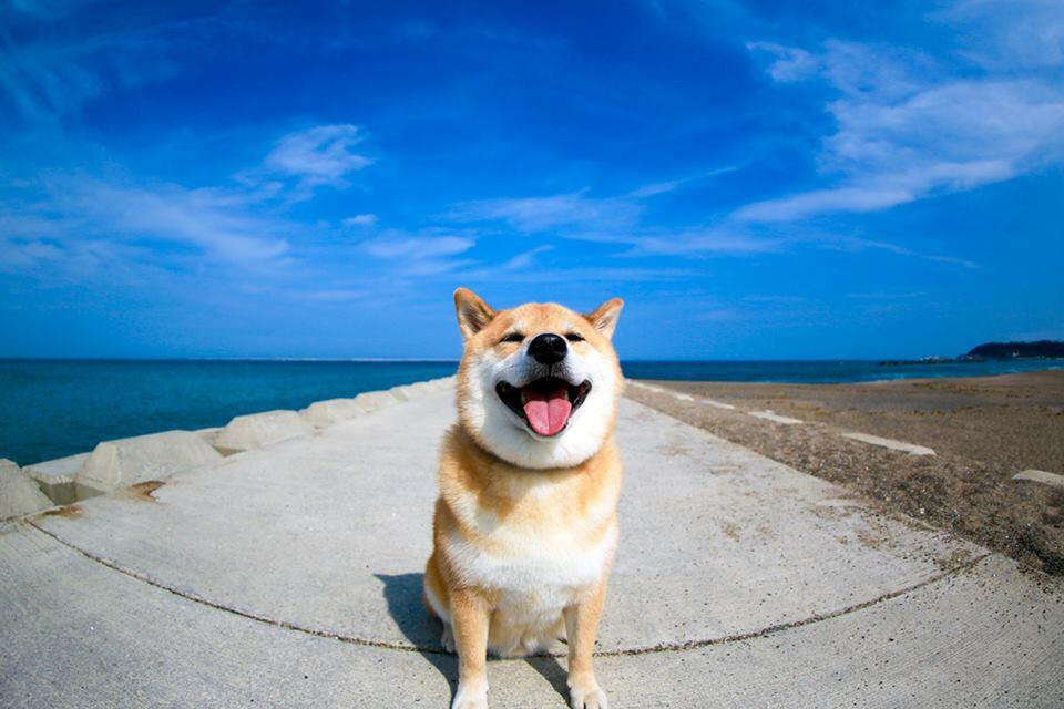 リノコ 님의 트위터 柴犬まるがリフォームのリノコの宣伝部長に就任しました まるちゃんの活躍をご覧ください 柴犬まるのリフォーム探検 Http T Co Olwvlzjn0e 柴犬まる かわいい犬 可愛い犬 リフォーム Http T Co Td8wqakg9h 트위터 リノコ 님의 트위터 柴犬まるがリフォームのリノコの宣伝部長に就任しました まるちゃんの活躍をご覧ください 柴犬まるのリフォーム探検 Http T Co Olwvlzjn0e 柴犬まる かわいい犬 可愛い犬 リフォーム Http T Co Td8wqakg9h 트위터