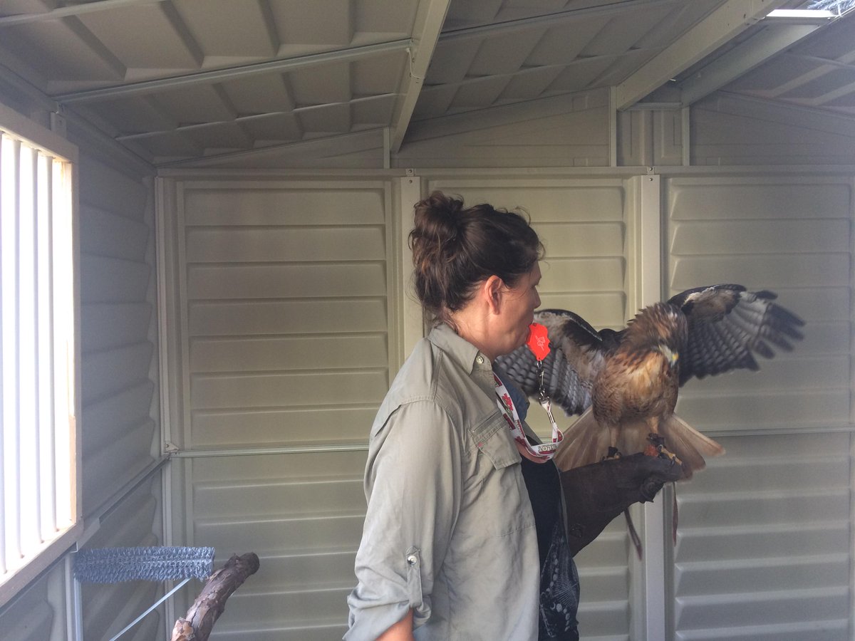 FalconryLife's tweet photo. Furia's first meal in her new mew #redtailhawk #falconry #falconrylife #furia http://t.co/qXnkaDUf2S