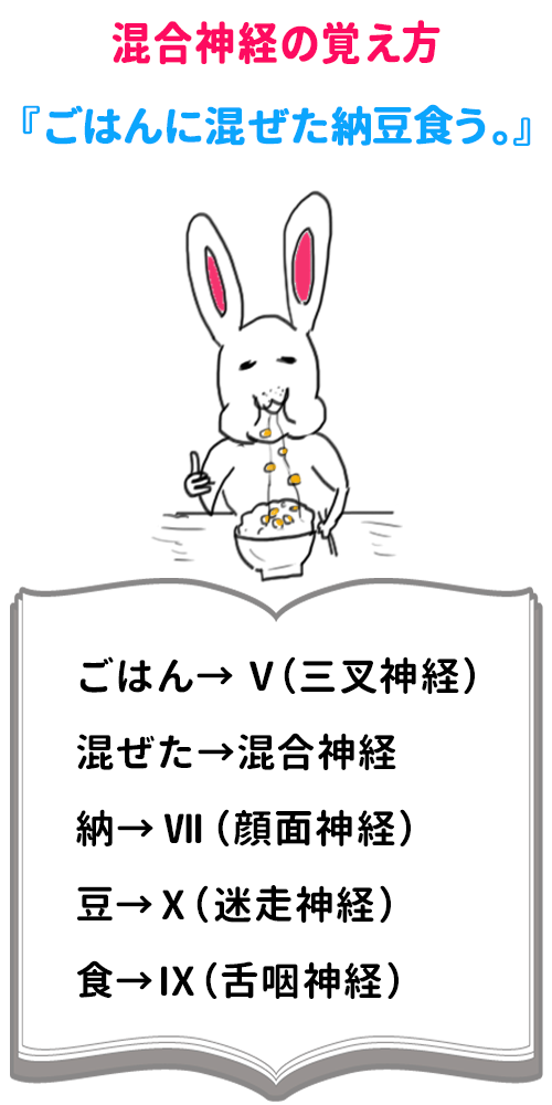 ゴロ 解剖生理イラスト 混合神経の覚え方 ごはんに混ぜた納豆食う ごはん 三叉神経 混ぜた 混合神経 納 顔面神経 豆 迷走神経 食う 舌咽神経 Http T Co Qxxlw5vqcm ゴロ 解剖生理イラスト 混合神経の覚え方 ごはんに混ぜた納豆食う ごはん 三叉神経 混ぜた 混合神経 納 顔面神経 豆 迷走神経 食う 舌咽神経 Http T Co Qxxlw5vqcm