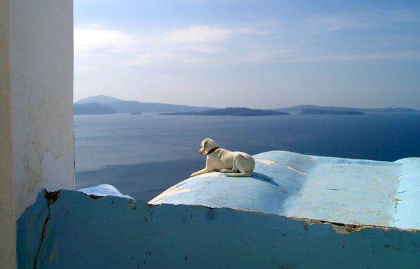 usprivatejets_'s tweet photo. How to Travel with Pets: The Complete Guide http://t.co/lAlQIyav4t http://t.co/vA5mmgueUb