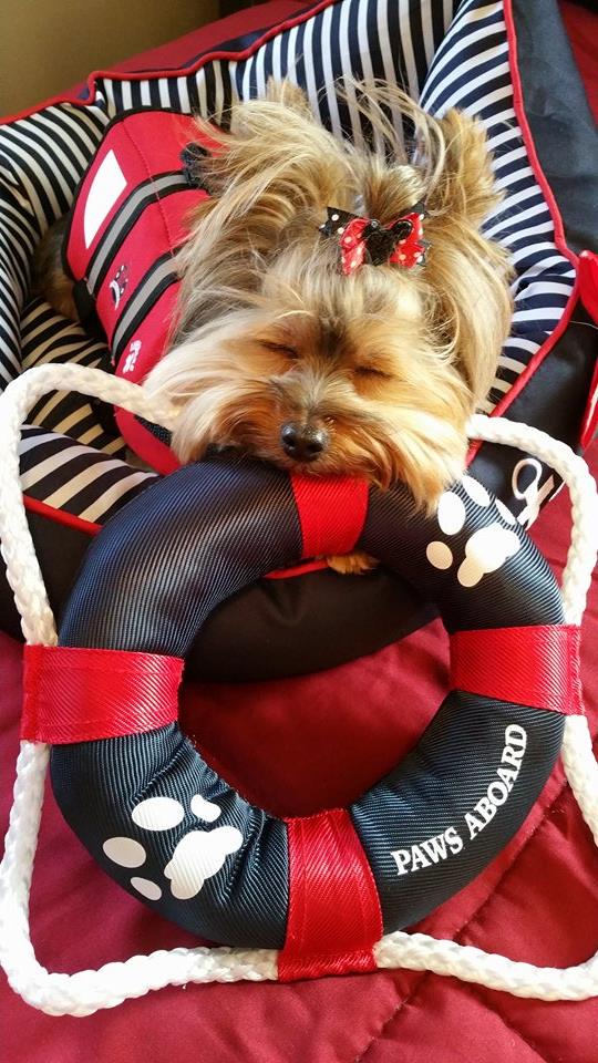 FidoPetProducts's tweet photo. Lifepup reporting for duty! @DeneenDamon #pawsaboard #dogsoftwitter Share yours with us to be featured! http://t.co/kW3NMrLBun