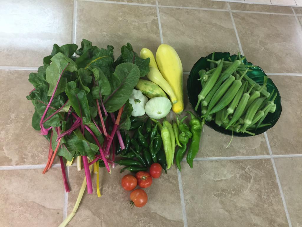 ForneyFAC's tweet photo. Fresh out of the garden this morning at FAC! #ForneyFocus #ForneyISD http://t.co/2XwvrqptkB