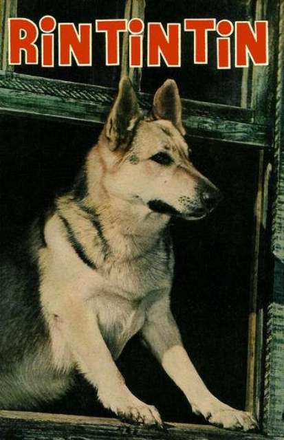 doggyfence's tweet photo. Rin Tin Tin was the first #Hollywood dog star. http://t.co/jXB7KT3s7W