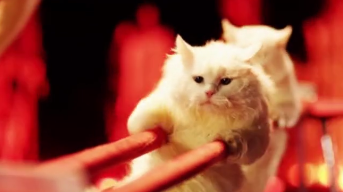 boxybed's tweet photo. Has science gone too far? 
Check out Boxy Bed's new video: http://t.co/jRBdWGtEz7 
#cats #science #CatsOfTwitter http://t.co/p7A4cJF889