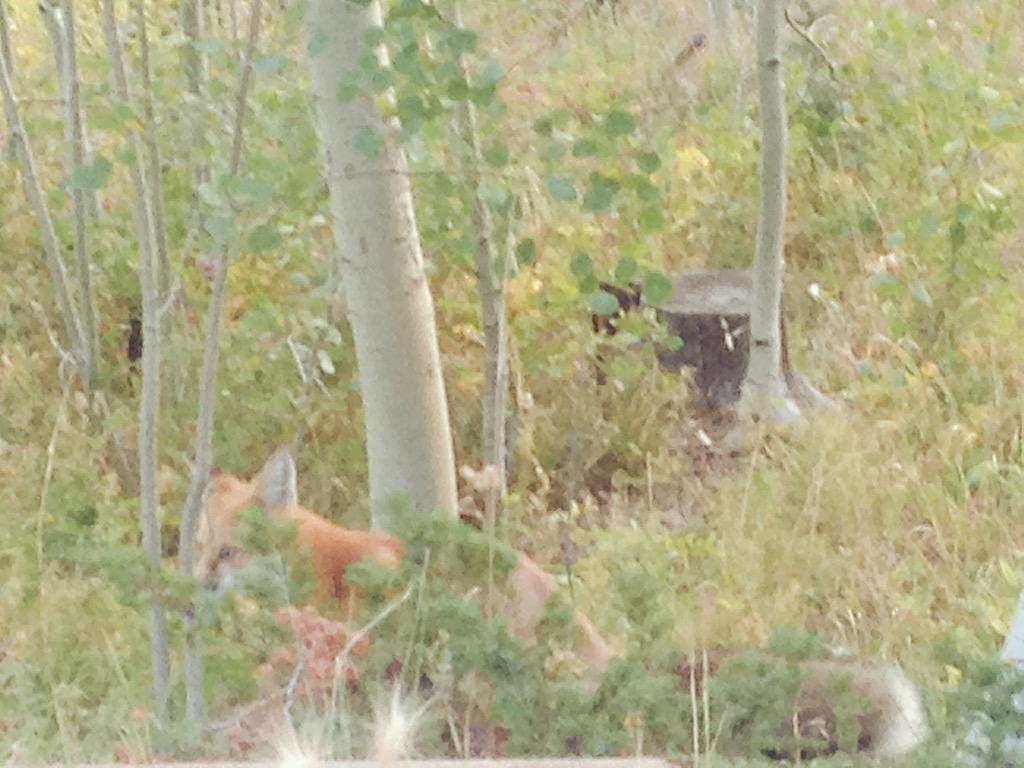 jdphartman's tweet photo. Beautiful time of year in #Colorado, next stop #uruguay !! http://t.co/xIjnGyqqIm