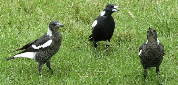 SaveSeabirds's tweet photo. Will the EU’s new regulation to #stopalieninvasion miss the chance to save billions of euros? http://t.co/ms7P9Z0nkl http://t.co/g7p8TSZm4e