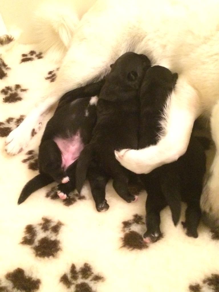 Ino_Buhund's tweet photo. My cute #norwegianbund #puppies http://t.co/gFBomqUBAj