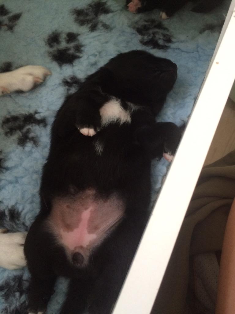 Ino_Buhund's tweet photo. My cute #norwegianbund #puppies http://t.co/gFBomqUBAj