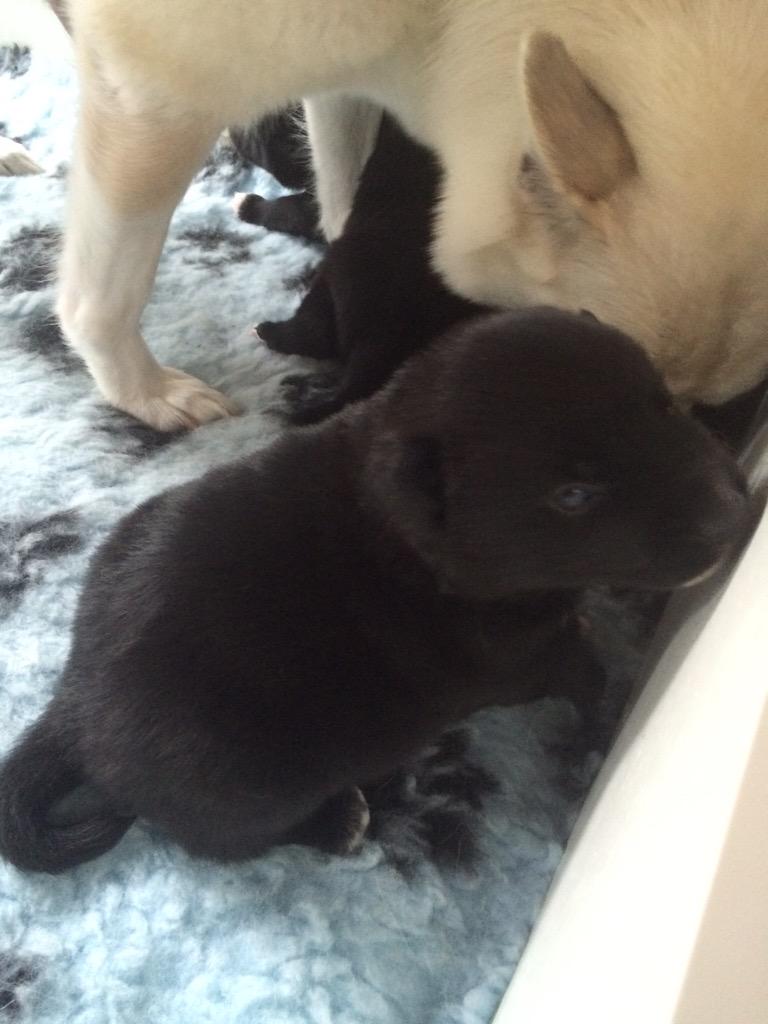 Ino_Buhund's tweet photo. My cute #norwegianbund #puppies http://t.co/gFBomqUBAj