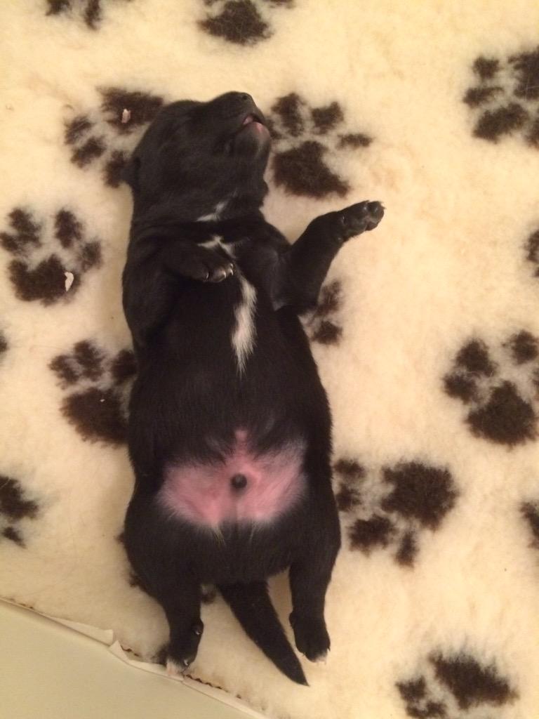 Ino_Buhund's tweet photo. My cute #norwegianbund #puppies http://t.co/gFBomqUBAj