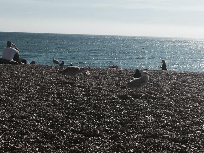 jonsnowC4's tweet photo. It's war on Brighton beach:killer gull just snatched half my Hoisin duck wrap: how unsafe us my deck chair?! http://t.co/X7Oz2JzWQs