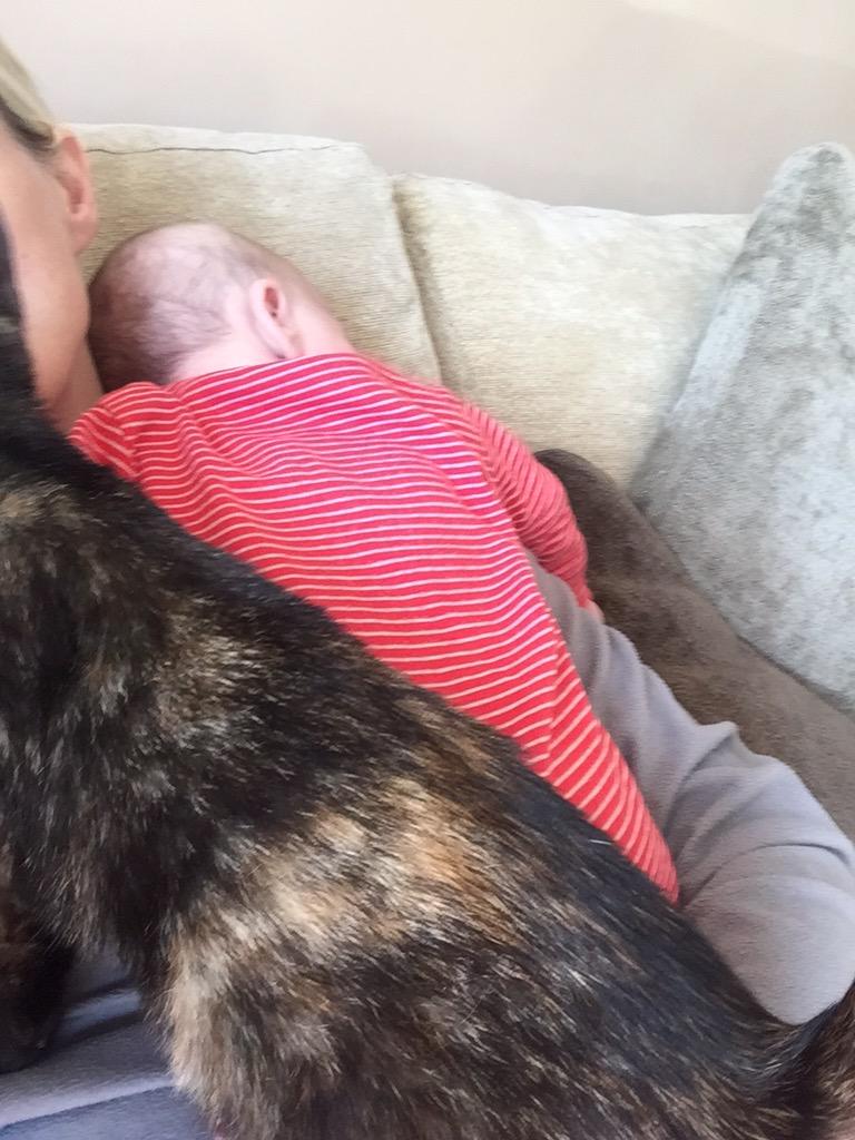 wenodempsey's tweet photo. Winding my nephew 😊😊I'm thinking my Coco is a bit jealous... Ended up having to put Jaiden down lol #KittenProblem🙀😻 http://t.co/g5Q7FRYjAT