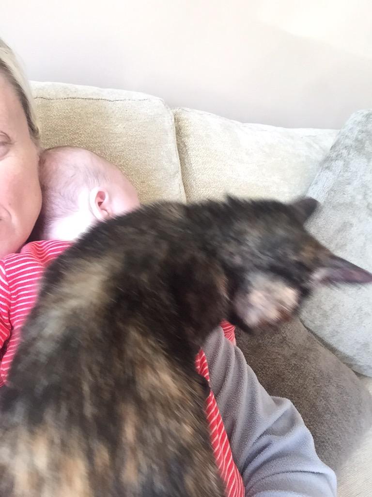 wenodempsey's tweet photo. Winding my nephew 😊😊I'm thinking my Coco is a bit jealous... Ended up having to put Jaiden down lol #KittenProblem🙀😻 http://t.co/g5Q7FRYjAT