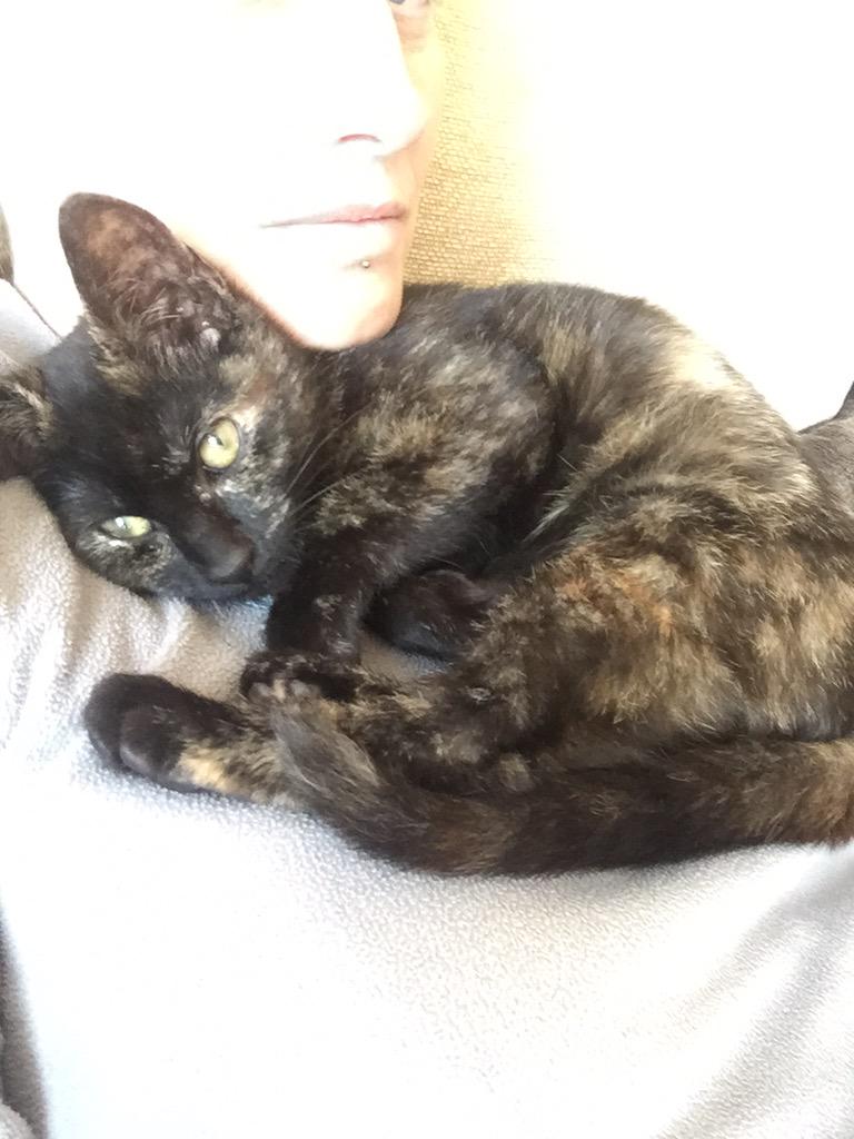 wenodempsey's tweet photo. Winding my nephew 😊😊I'm thinking my Coco is a bit jealous... Ended up having to put Jaiden down lol #KittenProblem🙀😻 http://t.co/g5Q7FRYjAT