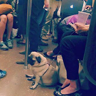 Joy_PhotoCam's tweet photo. Good morning pug on public transportation #mta #ftrain #subwaypets #subwaydogs #pug #pugs. 🐕🐶 http://t.co/gG9y4xgAqd http://t.co/FTRfNTjWI0