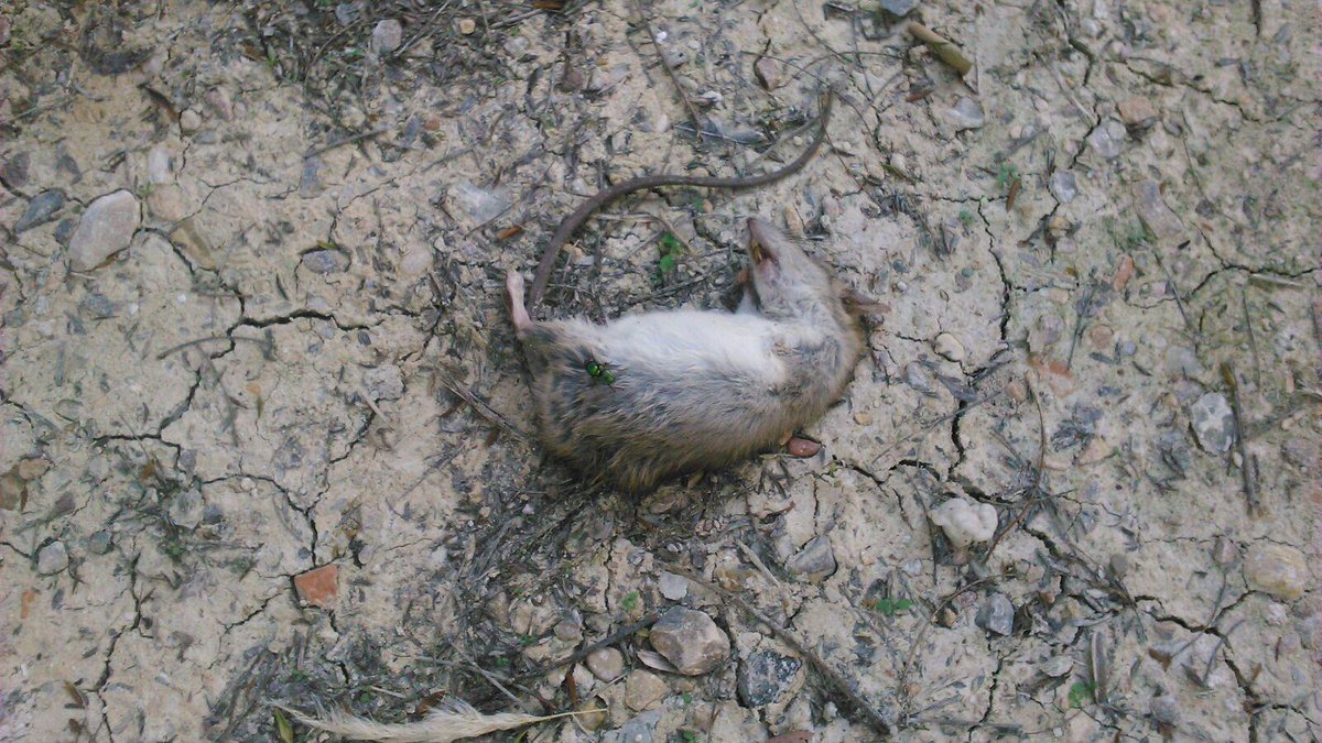 Ro2Palma's tweet photo. Abandono total del parque de la c/Pedro Manuel en el Barrio San Jose. @AytMolinaSegura @EduardoxMolinaS http://t.co/KQhJKRfSQZ