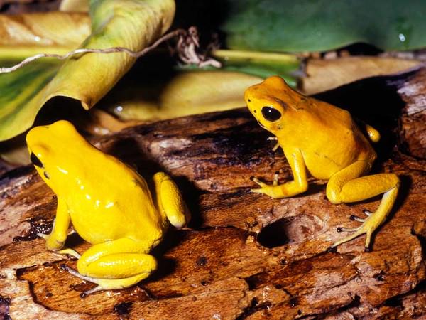 anton_pty's tweet photo. FOTO | Rana dorada, puedes verla en el Jardín Zoológico “El Níspero” u Hotel Campestre #ConocePanama http://t.co/NCexLii9QL