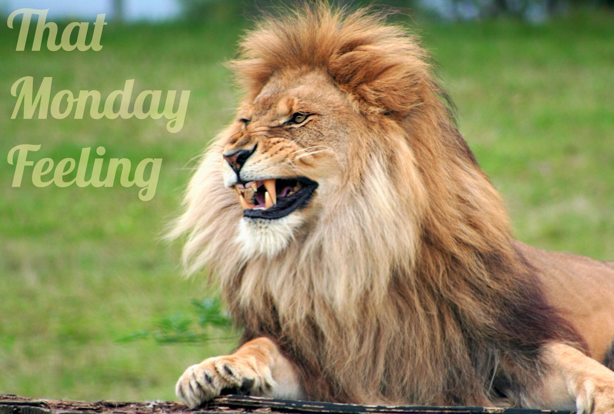 SJansky_Photo's tweet photo. Who's with me? #thatmondayfeeling http://t.co/CszciJyUVZ