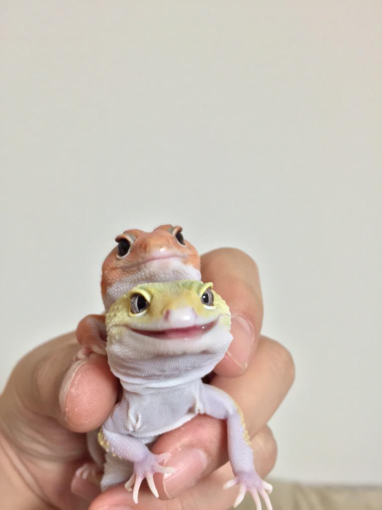 nugyuru's tweet photo. イヴ(♀)
2014年最後のお迎えはニシアフのアルビノでした。
ピピと一緒に飼育しているのでピンでの写真が少ないです。とっても仲良し。ニシアフ特有のモチモチがたまらない。 http://t.co/66xmrwjYeh
