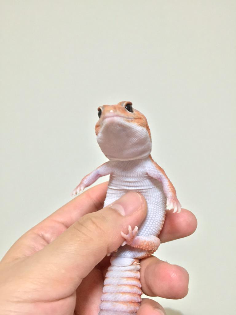 nugyuru's tweet photo. イヴ(♀)
2014年最後のお迎えはニシアフのアルビノでした。
ピピと一緒に飼育しているのでピンでの写真が少ないです。とっても仲良し。ニシアフ特有のモチモチがたまらない。 http://t.co/66xmrwjYeh