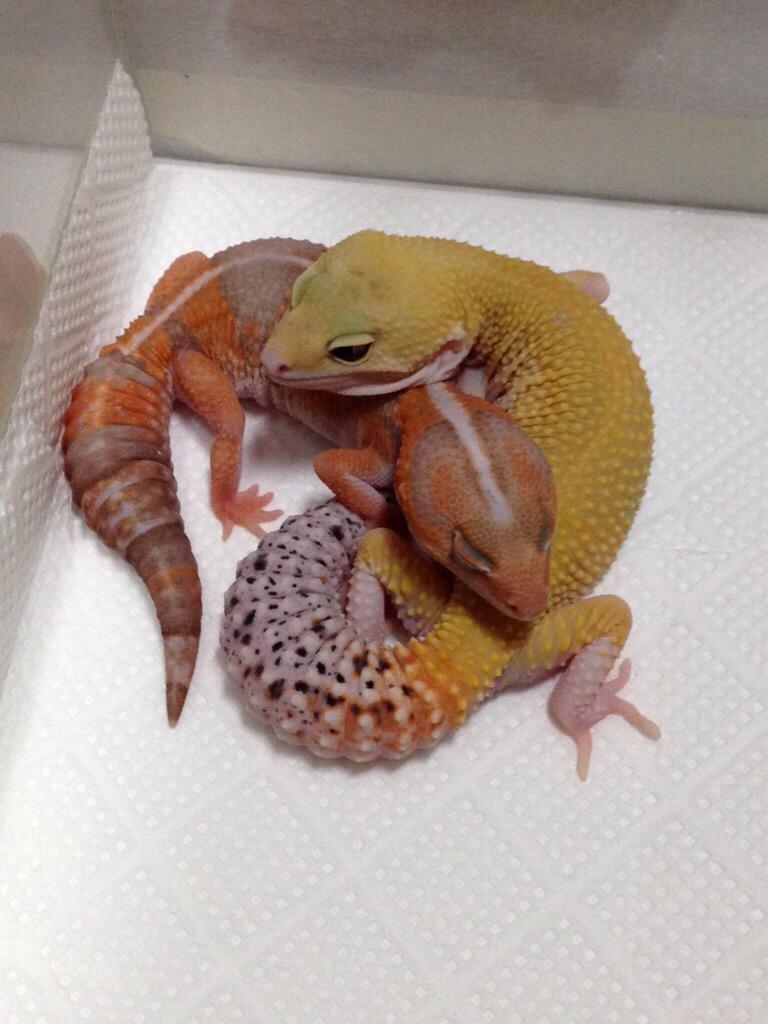 nugyuru's tweet photo. イヴ(♀)
2014年最後のお迎えはニシアフのアルビノでした。
ピピと一緒に飼育しているのでピンでの写真が少ないです。とっても仲良し。ニシアフ特有のモチモチがたまらない。 http://t.co/66xmrwjYeh