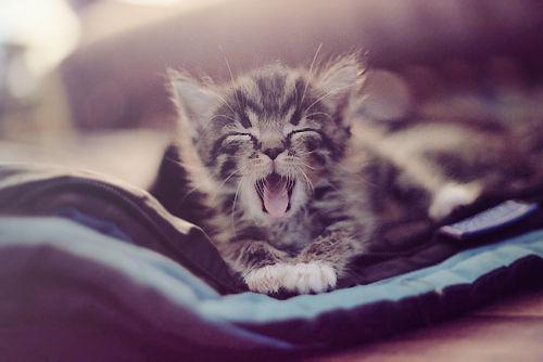 MascotaTuitera's tweet photo. No te duermas.
Instagram: BellosAnimales http://t.co/2KCd6HFBVx