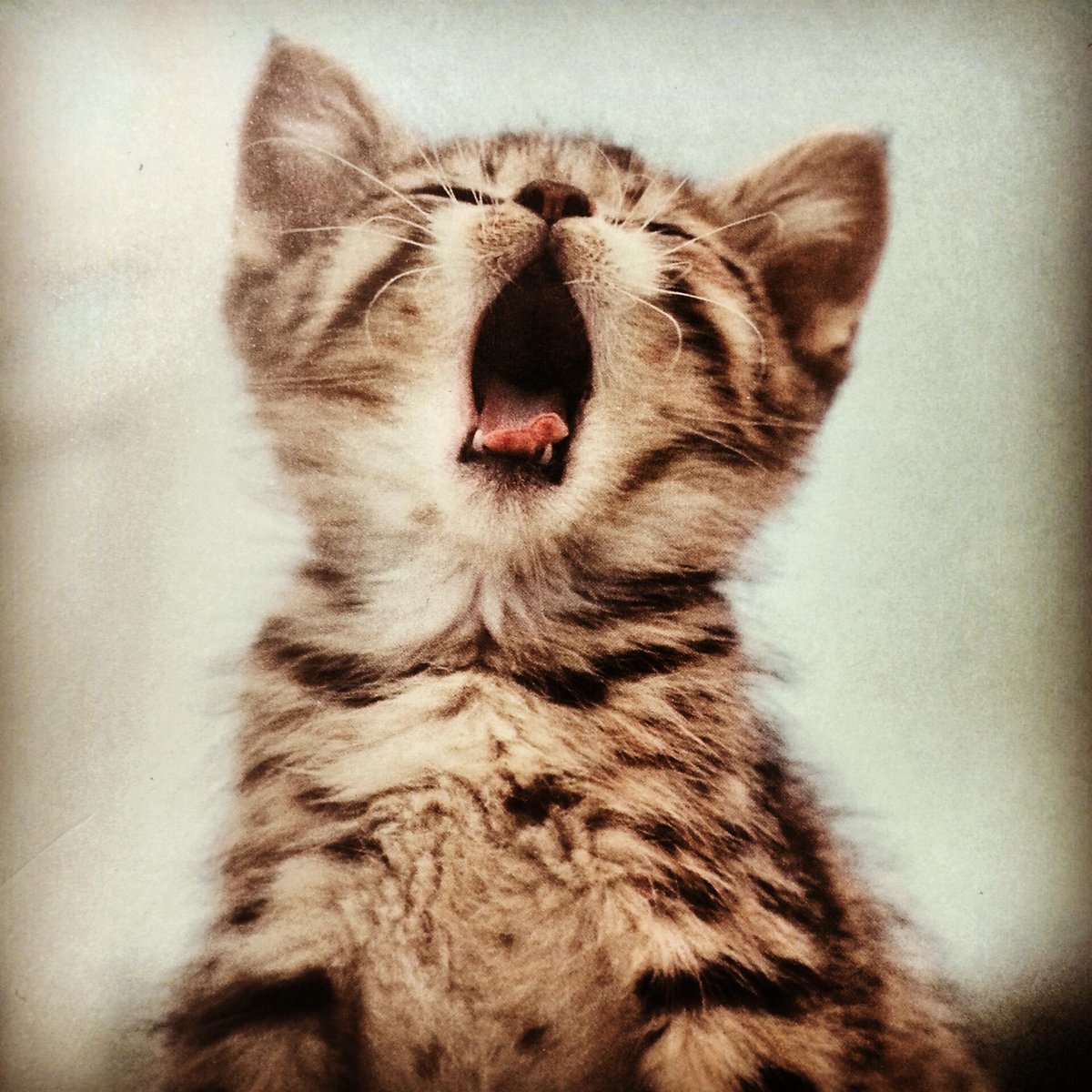 MascotaTuitera's tweet photo. Tú, en clases.
Instagram: BellosAnimales http://t.co/MrpAav7Wd5