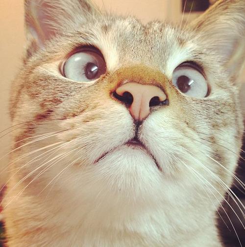MascotaTuitera's tweet photo. Instagram: BellosAnimales 
https://t.co/QGGidZOjQi http://t.co/SGaAGX6rPF