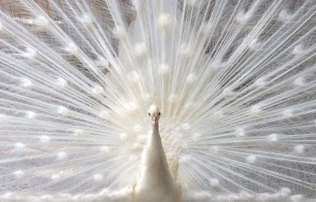 CFL_Berlin's tweet photo. What is it about #whiteness? Read our little story about refined #flour. http://t.co/jPR3URVAD1
#read #cfljournal http://t.co/31fne90sKd