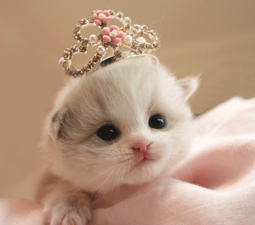 MascotaTuitera's tweet photo. RT si tú también eres una princesa. 
Instagram: BellosAnimales http://t.co/uSrMloJK3d