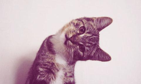 MascotaTuitera's tweet photo. ¿Hola?
Instagram: BellosAnimales http://t.co/Lp792GxCLA