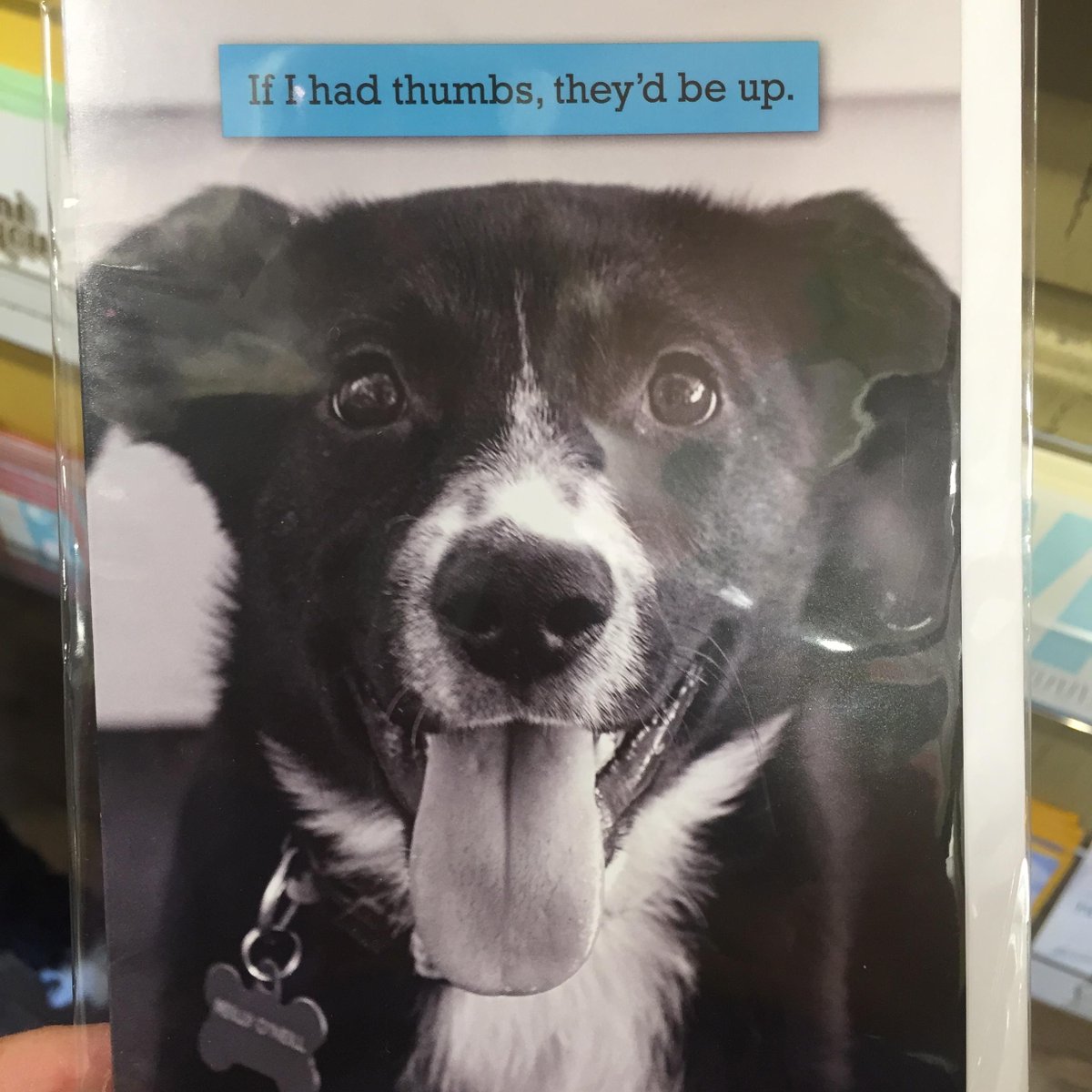 MargaretOHair's tweet image. Make this your own #VictoryMonday #dogsofjoy