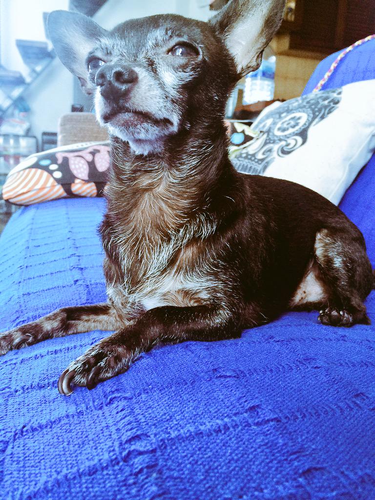 RocioCarrascoR's tweet photo. #FelizLunes
Lunes lunero el día entero💪💃💃
#modoperruno http://t.co/kHZJ6vbOUQ