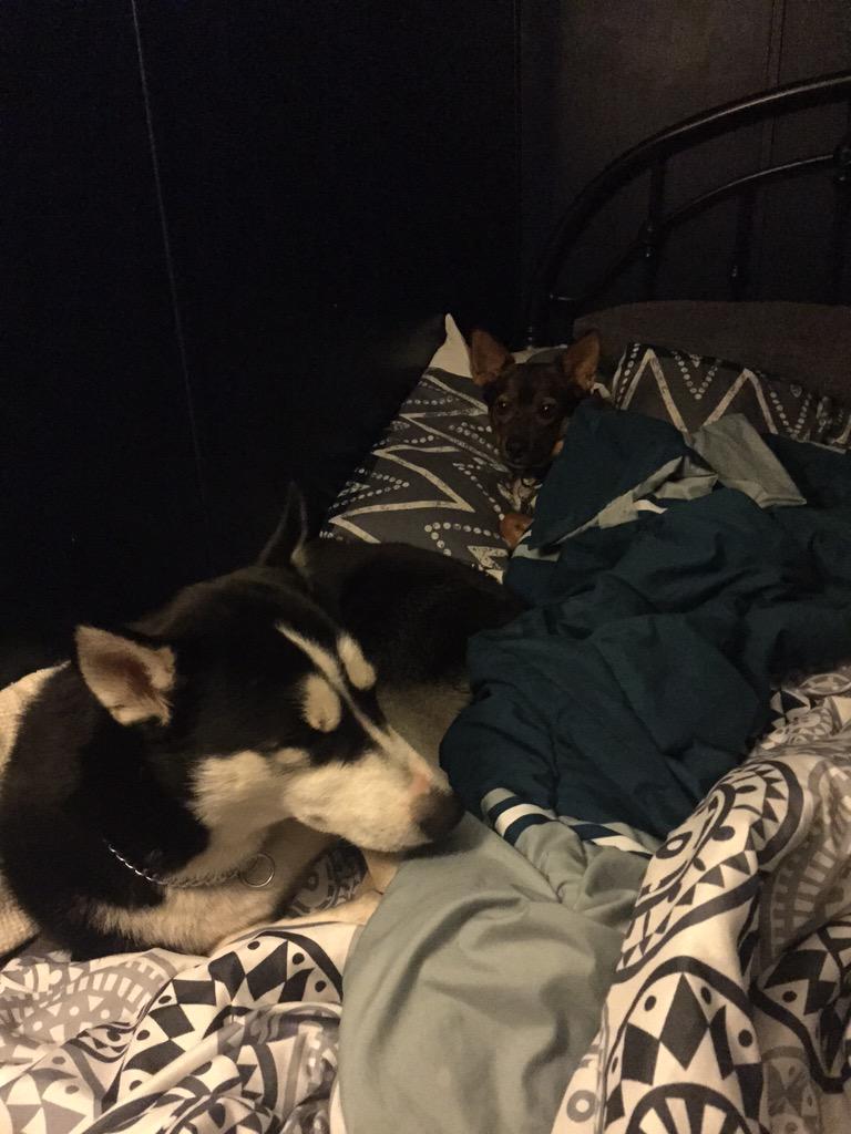 kassidy_leigh's tweet photo. Sharing the same bed, what?!?! #Dawkins #dmitrii http://t.co/b2tU8kQBIh