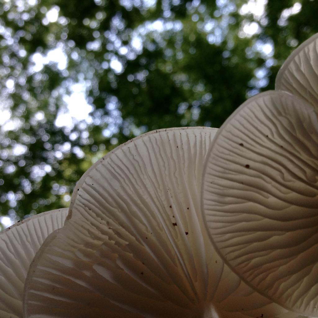 Bron: Mooi Heiloo