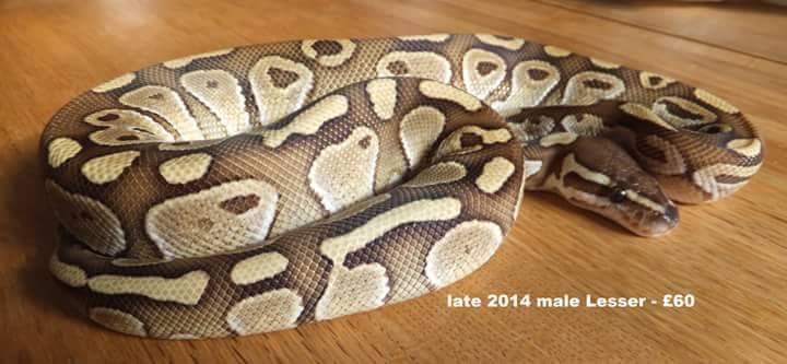 bbyblueyez84's tweet image. Gettin this little cutie on Friday can't wait need names for him #royalballpython #royal #ballyhoo #lesser