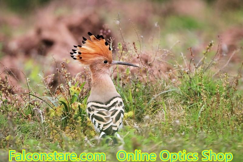 Falconstare's tweet image. falconstare.com
“How do I look?”
Hoopoe
September, 2015
Chongqing, China
#birding #birds #birdwatching