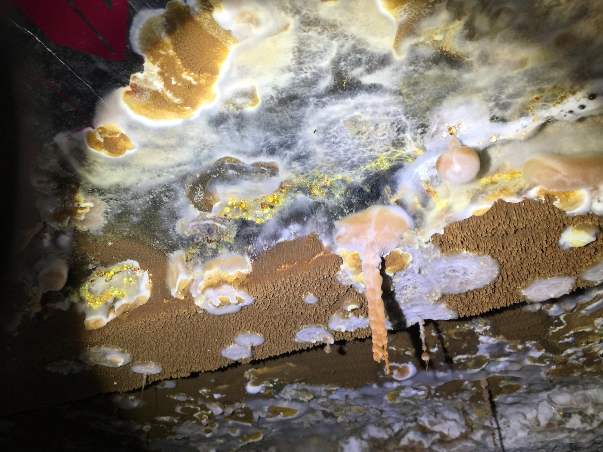 Dryabode's tweet image. #dryrot #timbersurveys #dampsurveys Sub floor survey showing rapid dry rot growth and damage to floor boards #damp