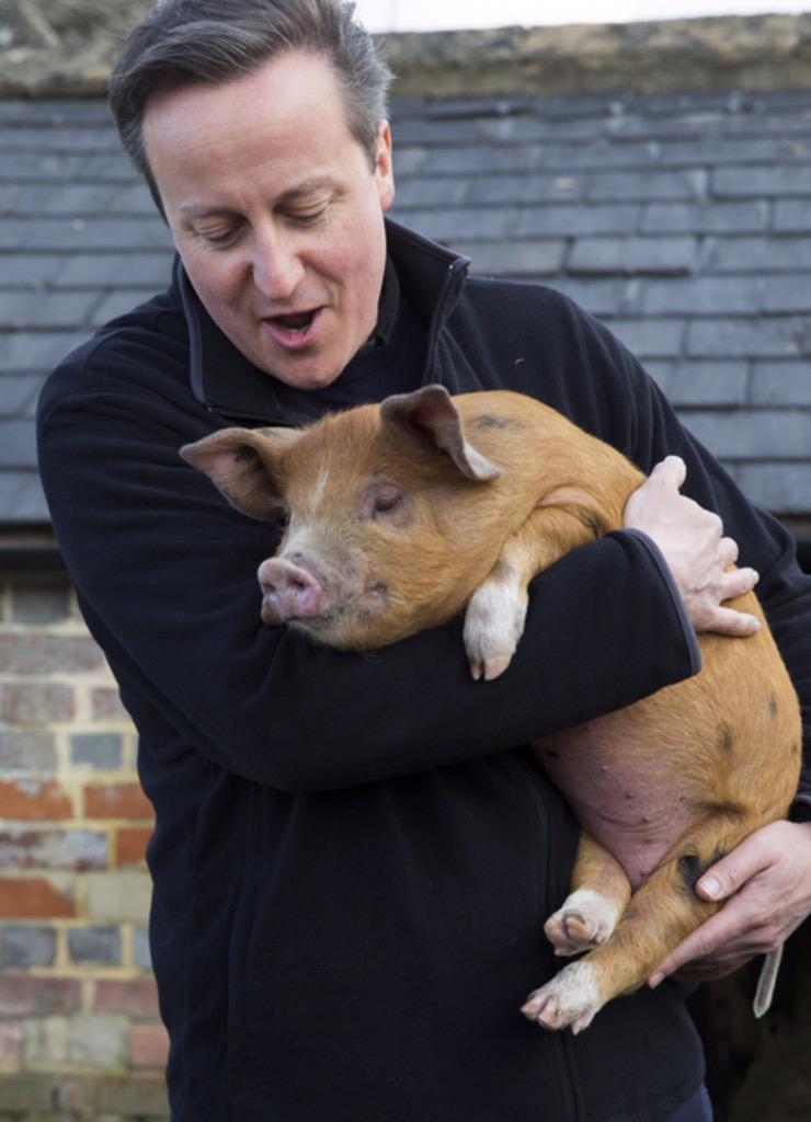 Nigel_UKIP's tweet photo. "Now, let me show you that long term economic 'plan' of mine..." #PigGate #baeofpigs #Hameron http://t.co/ns3SuyBdVk