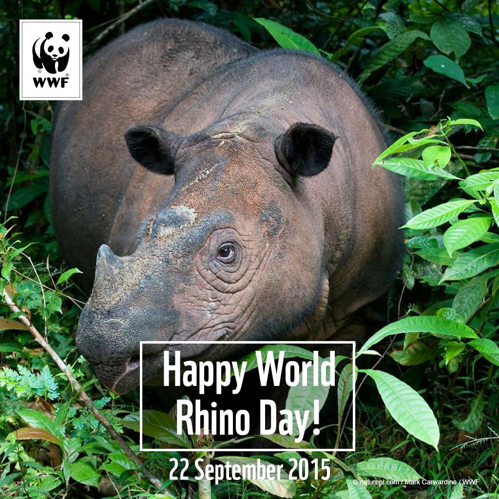 WWF_ID's tweet photo. Menyelamatkan Badak Tersisa di Bumi Kalimantan #WorldRhinoDay #DiUjungCula http://t.co/BcNnsTaFPL http://t.co/1kSJES9ePD