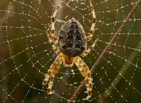 HogeVeluwe's tweet photo. Goedemorgen op deze mooie herfstmaandag. http://t.co/cCQwesDkJP