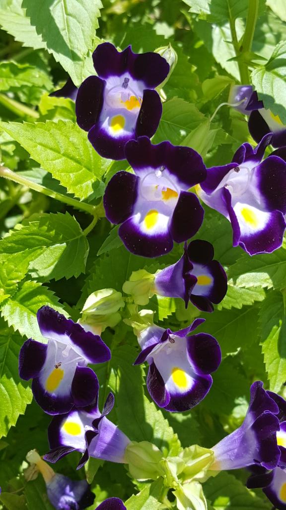 伊豆の浮き雲 路傍の花 トレニア 花言葉は ひらめき 温和 愛嬌 可憐 可憐な欲望 Http T Co G9lx9sjcbx 伊豆の浮き雲 路傍の花 トレニア 花言葉は ひらめき 温和 愛嬌 可憐 可憐な欲望 Http T Co G9lx9sjcbx
