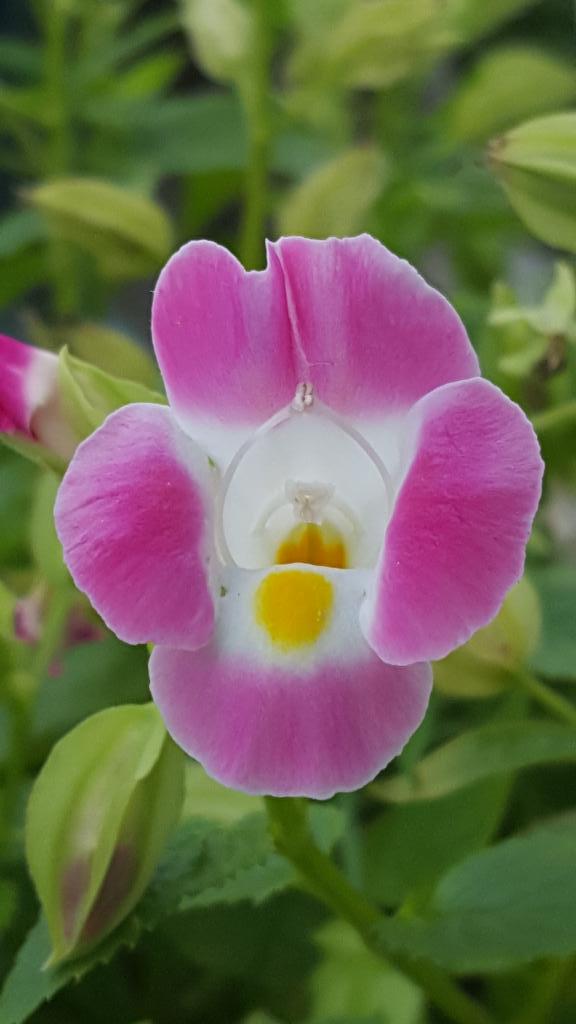 伊豆の浮き雲 路傍の花 トレニア 花言葉は ひらめき 温和 愛嬌 可憐 可憐な欲望 Http T Co G9lx9sjcbx 伊豆の浮き雲 路傍の花 トレニア 花言葉は ひらめき 温和 愛嬌 可憐 可憐な欲望 Http T Co G9lx9sjcbx