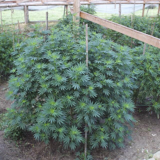 LaCremaTHC's tweet photo. #Autos #400gr #Jackherer #LaCrema #05/06/2015 http://t.co/ZqNBLJpbXS