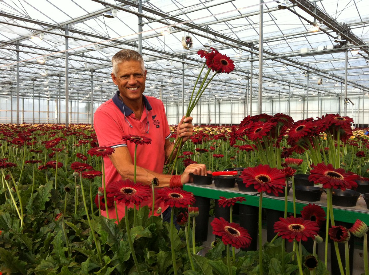 HolsteinFlowers's tweet photo. Today, we are picking more than 2.000 #gerberas for #Fleuramour in @AldenBiesen. The must see for #florists! http://t.co/9aWyEqGYML