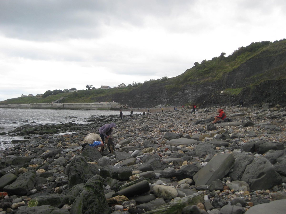 marcelbarelli's tweet image. (Repérages)visit of@LymeRegisMuseum
here&apos;s my first fossil that i found! thanks @FossilWorkshop for great #fossilWalk
