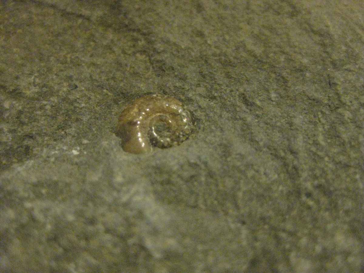 marcelbarelli's tweet image. (Repérages)visit of@LymeRegisMuseum
here&apos;s my first fossil that i found! thanks @FossilWorkshop for great #fossilWalk